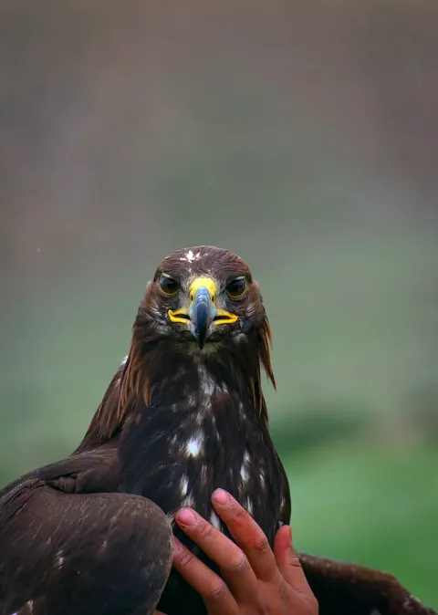 Golden eagle looking straight into the camera