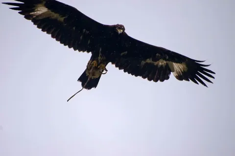Golden eagle in flight against a pale sky