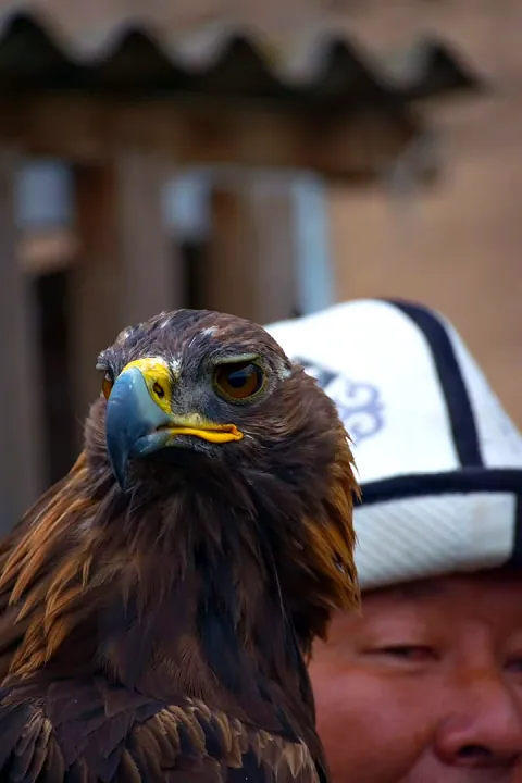 Nahaufnahme eines Steinadlers mit seinem Jäger